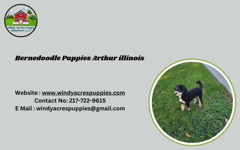 Charming Bernedoodle Puppies In Arthur, Illinois